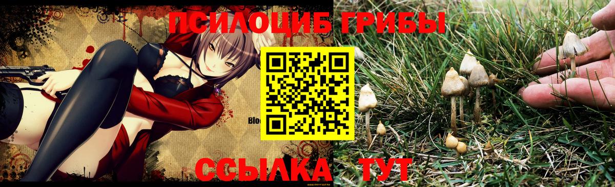 Псилоцибиновые грибы Psilocybine cubensis Кыштым